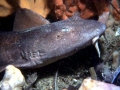Blind Shark