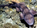 Blind Shark