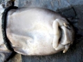 Blind Shark