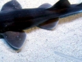 Blind Shark