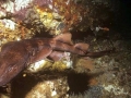 Blind Shark