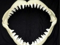 Blind Shark