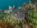 Blind Shark