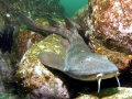 Blind Shark