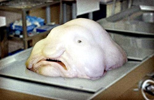 Sydney Fish expert reveals the ugly blobfish is edible and tasty