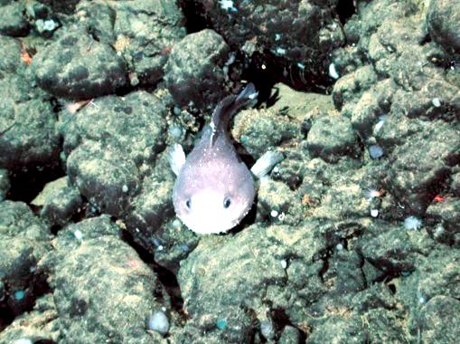 Photos: Gelatinous Blobfish in danger