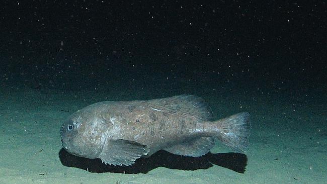 Photos: Gelatinous Blobfish in danger