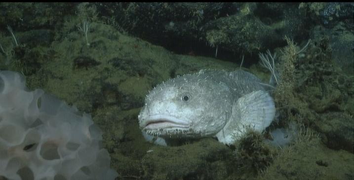 Blob fish in the depths of the oceans : r/TheDepthsBelow