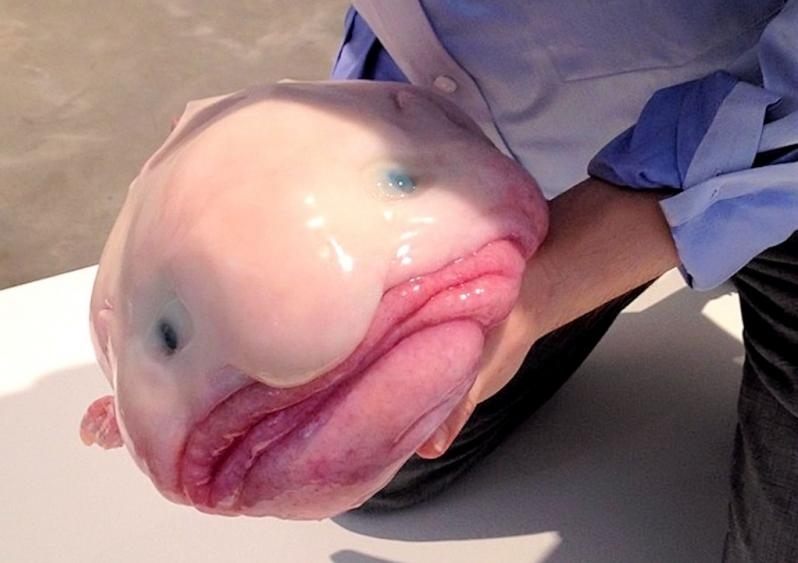 Photos: Gelatinous Blobfish in danger