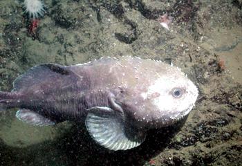 Blobfish might be a gooey mess out of water, but check out a