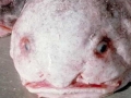 Blobfish