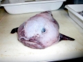 Blobfish