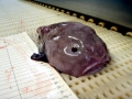 Blobfish