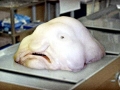 Blobfish