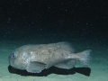 Blobfish