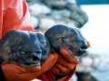 Blobfish