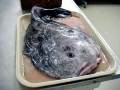 Blobfish