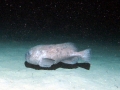Blobfish