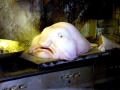 Blobfish