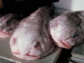 Blobfish