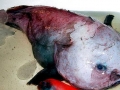 Blobfish
