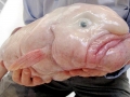 Blobfish