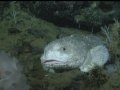 Blobfish