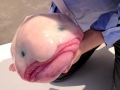 Blobfish