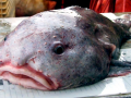 Blobfish