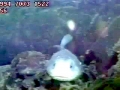 Blobfish