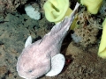Blobfish