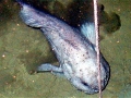 Blobfish