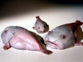 Blobfish