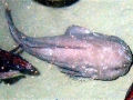 Blobfish