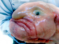 Blobfish