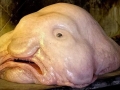 Blobfish