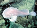 Blobfish