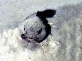 Blobfish