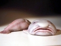 Blobfish