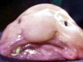 Blobfish