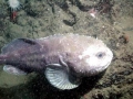 Blobfish