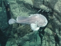 Blobfish