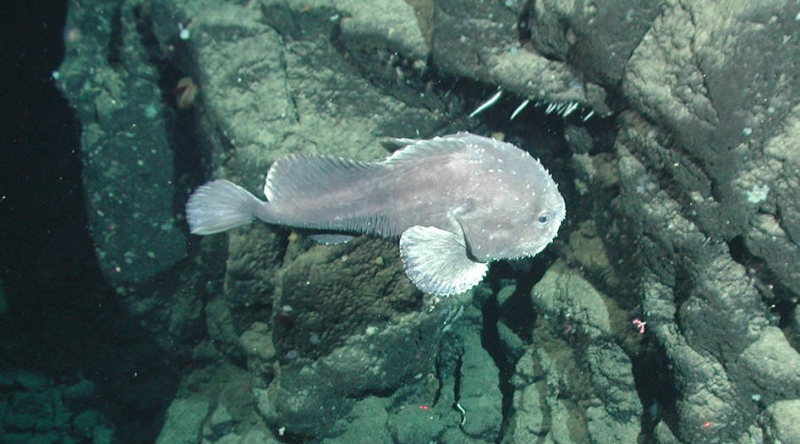 Photos: Gelatinous Blobfish in danger