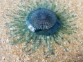 Blue Button Jelly