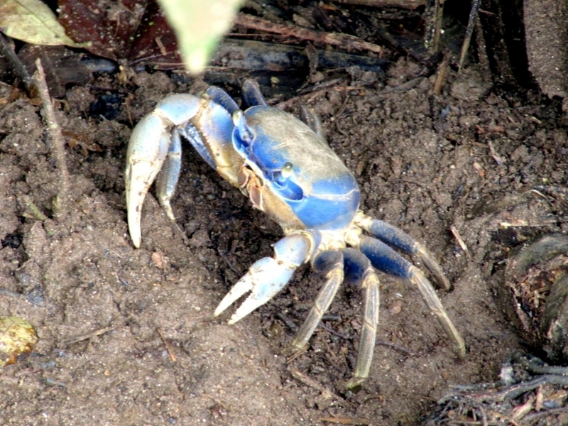 Blue_crab