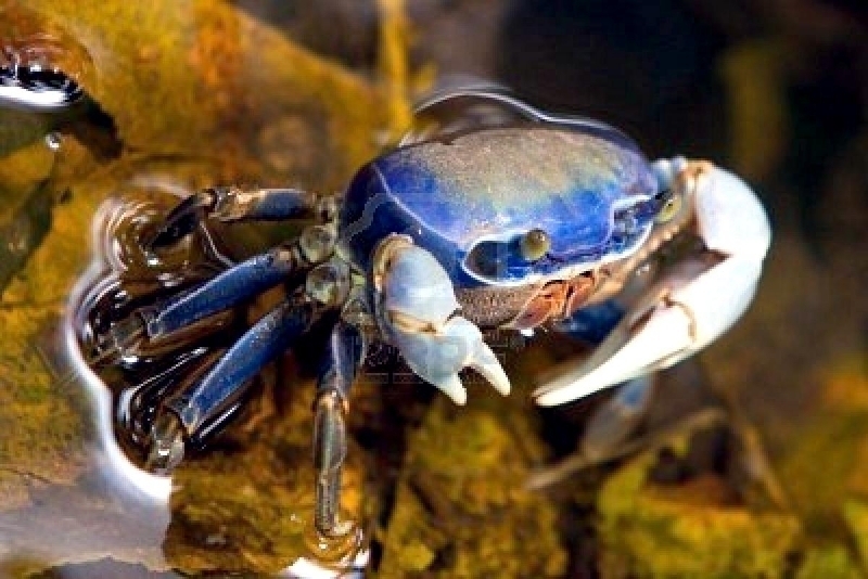 Blue Crab "OCEAN TREASURES" Memorial Library