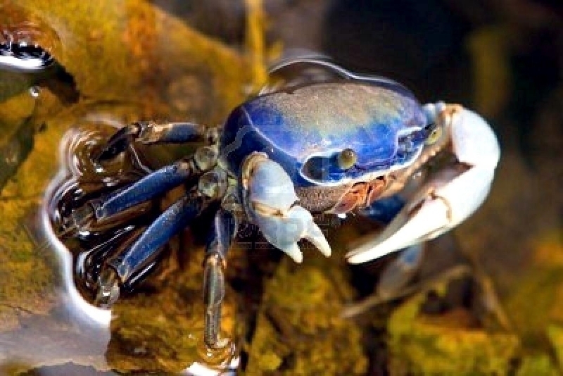 Blue Crab – "OCEAN TREASURES" Memorial Library