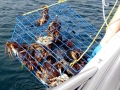 Blue Crab