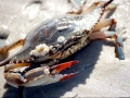 Blue Crab