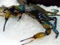 Blue Crab